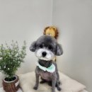 라이크테테 이미지