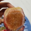 프레델 이미지