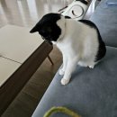 크캣레이디 - 서구 남선로9번길 13 | 고양이 장난감 크캣레이디 강아지풀 후기 반응 좋아요