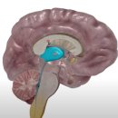 뇌의 단면구조 이미지
