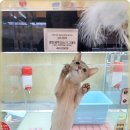 로얄펫 이미지