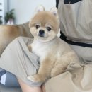 그루밍차차 이미지