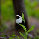 복주머니 이미지