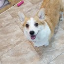 잠실준25시 동물병원 이미지