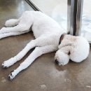 펫월드 경산임당점 이미지