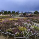 가고파플라워 이미지