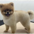 즐거운 애견미용 이미지