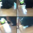 파마나라 이미지