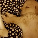 (주)펫둥이 네이버블로그