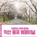 웅포문화체육센터 | 익산 여행, 웅포 관광단지 나랑 꽃 보러 가지 않을래? 웅포 벚꽃 축제