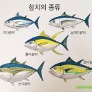 참치가 이미지