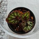 고니미미 이미지