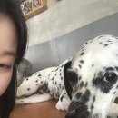 행복카페 | 서울 애견카페 '행복하개키울고양' 방문후기!