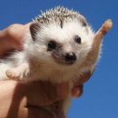 뽑기돼지 이미지