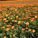 보길도 윤선도 원림 이미지