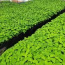 김금순농장 이미지