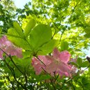 설악산 귀때기청봉 코스 후기, 한계령-귀때기청-대승령-장수대/설악산 서북능선 코스