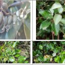 국립산림과학원
산림바이오소재연구소 | 국립산림과학원, 국내 자생 보리밥나무 탈모 예방 효과 확인