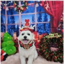 예쁘개# 애견미용실 | 애견미용 마산합포구 남성동 애견미용, 오늘도예쁘개