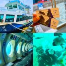 제주연안 연산호 군락지 | 제주 서귀포 놀거리 제주도 서귀포 잠수함 마라도잠수함 폐업