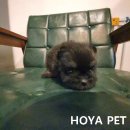 파주운정강아지분양 호야펫 이미지