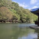 물안개피는마을 | 🏞️ 《우화정, 물 위에 피는 사계절의 숨결》