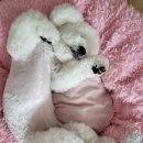 도브리댕 이미지