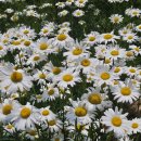 카페 데이지 이미지