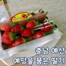 유구농장 | 예산 딸기 농장 예당을 품은 딸기 추천해요 내돈내산