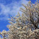 일운초등학교구조라분교장 이미지