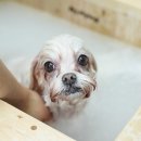 띵동 이미지