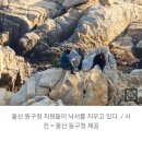 '액운 털어내려고"...울산 대왕암공원 '바다남' 낙서범 잡았다 이미지