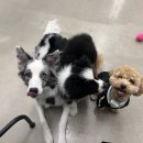 도그 앤 조이 이미지