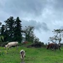 미소목장 이미지