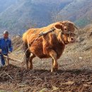 황소와농부 이미지