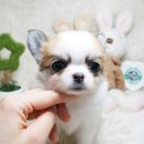 동일애견샵 이미지