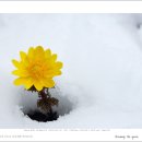 복수초(Adonis amurensis) 이미지