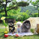 행복하개(happydog)연천애견펜션2호점 | 연천 야외운동장이 넓은 애견펜션 @행복하개애견펜션1호점