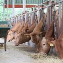 우량한우 이미지