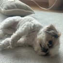 헬릭스동물암센터 | 13살 강아지 디스크 수술 후기 (헬릭스 서초점)