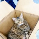 이솜동물병원 이미지