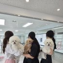 투비컨설팅 - 중구 동광길 26 | ✂️ 보송보송 인형 삼총사 출동! 3살 '빼로', 2살 '토리', 4살 '체리'의 눈부신 리즈 갱신 미용 후기 🐾✨