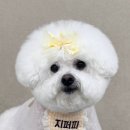 두정로 | 천안 두정동 애견미용실 지퍼피에서 강아지미용하고 온 후기