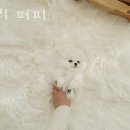 숑블리 이미지
