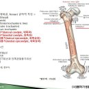 [10강(무릎)-3](59강) 대전자,돌기사이능선,대퇴골두 촉진, 고관절내회전외회전동작 등 이미지