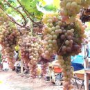 혜진네포도원 이미지