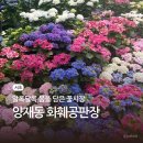 우리공판장 | 서초 양재 꽃시장 구경 | 볼거리 가득한 양재동 화훼공판장