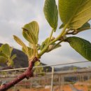 참다래집 이미지