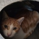 복덩이복권 이미지