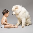 아기강아지 이미지